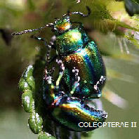 ColeoptGal-01.jpg