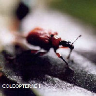 ColeoptGal-02.jpg